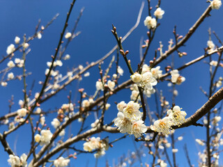 Chiang Mai, Thailand Doi Ang Khang in the winter, tourists come to see the beauty of the flowe