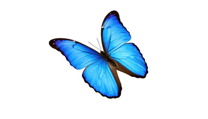 Fototapeta premium Vibrant blue butterfly isolated on black background