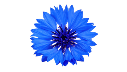 Vibrant blue flower macro