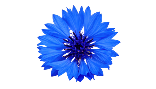 Vibrant blue flower macro