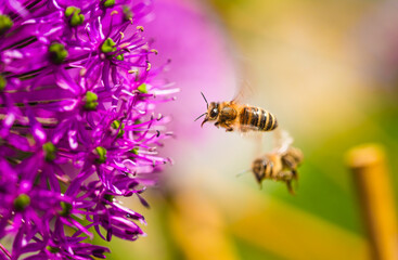 Two busy bees are joyfully flying around a vibrant purple flower