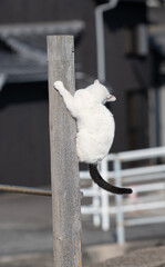 木に登って遊ぶ可愛い猫	