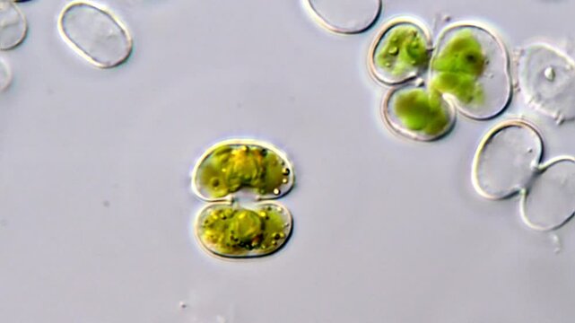 Microalgal Cosmarium algae under microscope 
