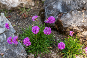 Alpine thrift (Armeria alpina) blooming in rocky soil of the High Tatras, Slovakia. A hardy mountain plant with pink-purple flower heads and narrow green leaves.
