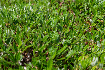 Close-up of green alpine plants growing densely in the mountains during spring. Natural texture of fresh leaves in sunlight.