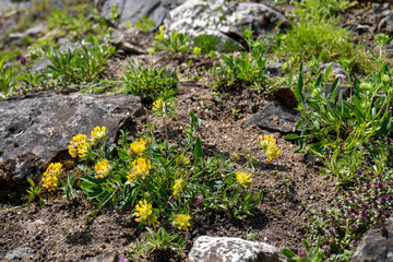 Alpine kidney vetch (Anthyllis vulneraria) with yellow flowers growing among rocks in a mountain habitat in spring.