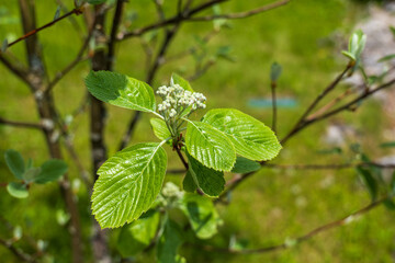 Close-up of whitebeam (Sorbus aria) leaves and flower buds in spring. Taken in the Tatra Mountains, Slovakia.