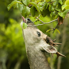 roe deer