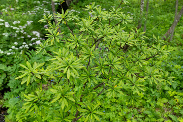 Daphne mezereum, a toxic shrub with green leaves in summer, found in the Tatra Mountains, Slovakia. All parts are poisonous to humans and animals.
