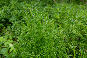 Sticky weed (Galium aparine) growing in the forest undergrowth. Close-up view of green foliage in natural habitat in the Tatra Mountains.