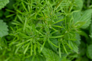 Sticky weed (Galium aparine) growing in the forest undergrowth. Close-up view of green foliage in natural habitat in the Tatra Mountains.