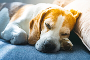 A Beagle dog is peacefully sleeping soundly on a couch