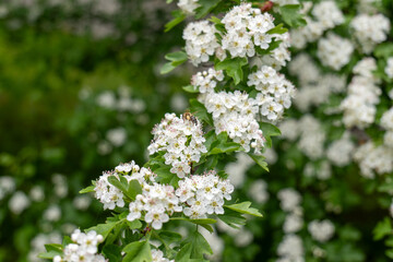 Honeybee on blooming hawthorn (Crataegus monogyna) with white flowers and green leaves in spring, captured in a natural outdoor setting.