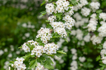 Honeybee on blooming hawthorn (Crataegus monogyna) with white flowers and green leaves in spring, captured in a natural outdoor setting.