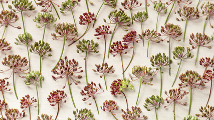 Autumn banner close up flowering blooms plant dill as trend pattern, nature umbrella flowers on beige. Aesthetic photo of spicy herb fennel. Natural minimal still life with inflorescences of fennel