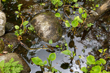 Bog Arum (Calla palustris) growing in shallow water among stones and moss in a wetland area of the Tatra Mountains.