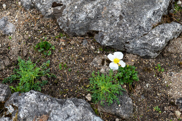 White alpine poppy (Papaver alpinum) growing among rocks in the High Tatras mountains. Wildflower in natural rocky alpine habitat, Slovakia.