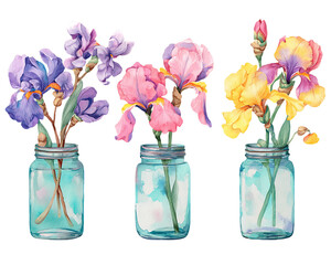 Watercolor Irises in Mason Jars on Transparent Background, PNG