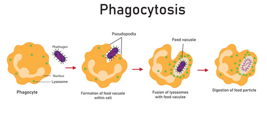 Diagram of phagocytosis showing how the immune system of the human body defends against pathogens through phagocytosis.