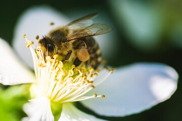This is a closeup shot of a bee resting on a beautiful white flower