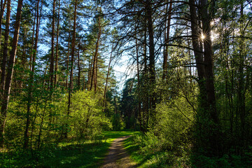 Obraz premium Forest path winding through green trees. Sunlit park landscape. Outdoor escape and natural scenery for relaxation.