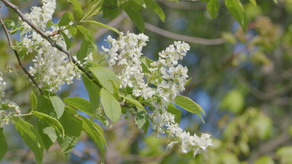 A Beautiful Blooming White Flower Branch Adorned with Lush Green Leaves and Petals