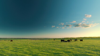A serene pastoral landscape with cattle grazing in an open field under a vivid sunset sky