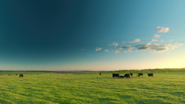 A serene pastoral landscape with cattle grazing in an open field under a vivid sunset sky