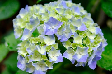 青いアジサイの花房クローズアップ