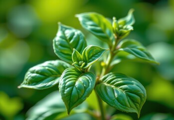 close up of fresh holy basil flowers with antiviral light particles, soft natural background, thai herbal medicine healing concept