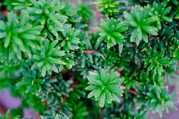イヌマキの若葉と緑のグラデーション