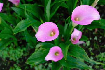 雨に濡れるピンク色のカラーの花