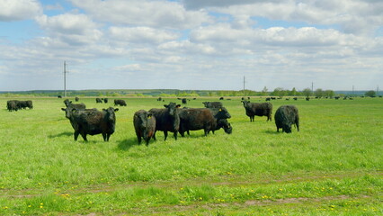 Cattle Grazing Peacefully in Expansive Pasture Beneath Clear and Bright Skies Above