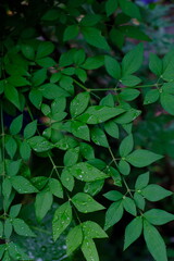 ナンテンの葉と雨粒のアップ