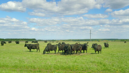 A large herd of cattle is grazing peacefully in a lush, green field beneath a clear blue sky