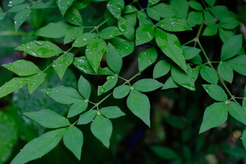 ナンテンの葉と雨粒のアップ
