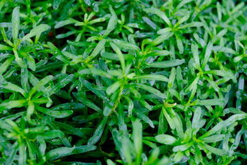 羅漢巻の細長い葉と水滴（クローズアップ）