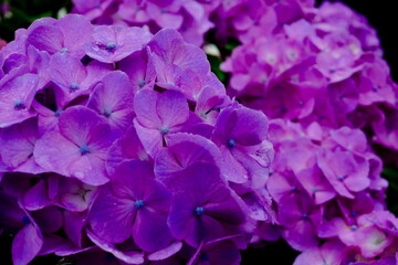 全面紫色のアジサイの花房（クローズアップ）