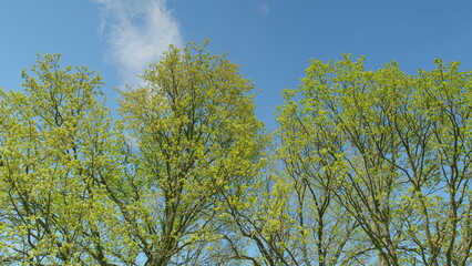 Fototapeta premium Beautiful Lush Green Trees Set Against a Vast and Bright Blue Sky with Gentle Clouds
