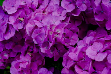 全面紫色のアジサイの花房（クローズアップ）