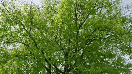 Fototapeta premium The Lush and Vibrant Green Foliage of a Majestic Tree Flourishing in the Spring Season