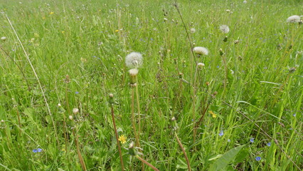 A Vibrant Meadow filled with Beautiful Wildflowers and Dandelions Dancing in the Breeze
