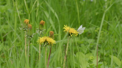 In a green meadow, butterflies dance among yellow flowers, embodying beauty and tranquility
