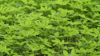 Lush Green Leaves Abound on the Rich, Vibrant Forest Floor, Offering Serenity and Beauty