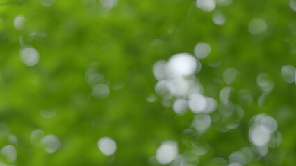 Fototapeta premium A soft green background featuring elegantly blurred lights that create a serene atmosphere