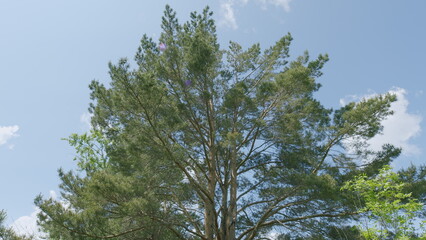 Fototapeta premium The Lush Green Tree Stands Proudly Beneath the Clear and Bright Blue Sky That is Above Us