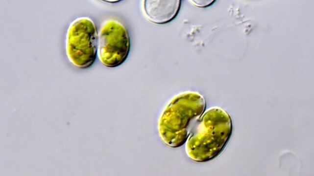 Cosmarium algae under microscope view 