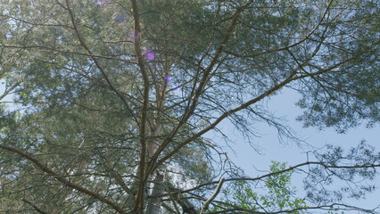 The Serene Tree Canopy Enveloped Under a Clear and Bright Blue Sky During Daylight Hours