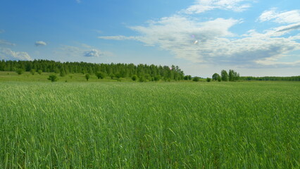 Stunningly Lush Green Fields Stretching Out Under a Bright Blue Sky with Fluffy Clouds