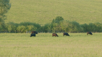 A Serene and Picturesque Pastoral Scene Featuring Cows Grazing in a Green Meadow